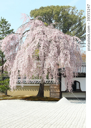 Burial trees of Kodaiji Temple Burial trees of Kodaiji Temple 39355247