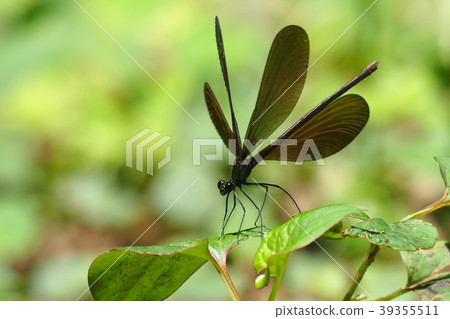 Hagro Dragonfly (female) 39355511