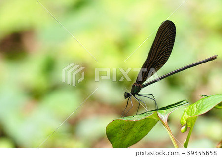 Hagro Dragonfly（女） 39355658