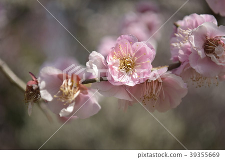Plum and onion Plum and onion 39355669