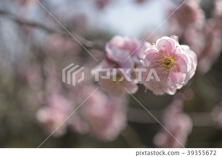 Plum and onion Plum and onion 39355672