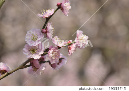Plum and onion Plum and onion 39355745