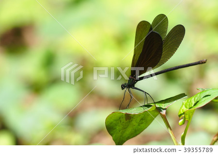 Hagro Dragonfly (female) Hagro Dragonfly (female) 39355789