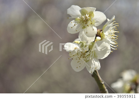 Plum moon shade 39355911