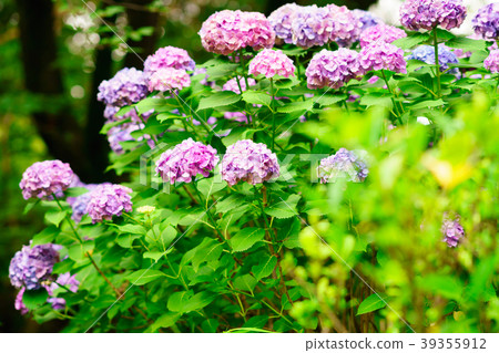 Flower story 39355912