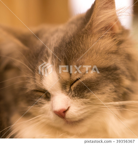 Cat story Cat story 39356367