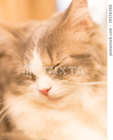Cat story Cat story 39356368