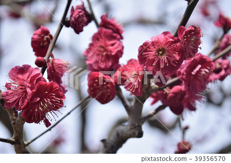Plum Kagoshima Koume Plum Kagoshima Koume 39356570