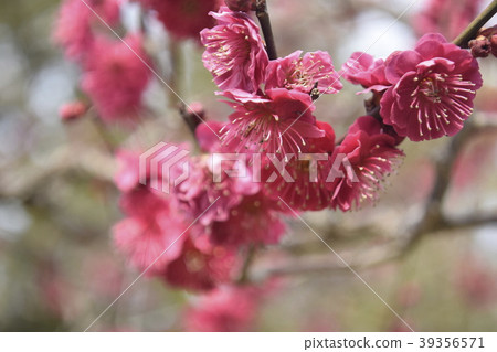 Plum Kagoshima Koume Plum Kagoshima Koume 39356571