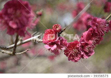 Plum Kagoshima Koume Plum Kagoshima Koume 39356573