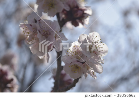 Ume Bungo Ume Bungo 39356662