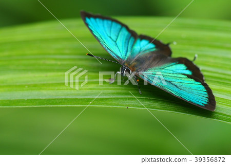 Midorishigimi(男) Midorishigimi(男) 39356872