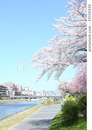 Cherry blossoms along Kamogawa Cherry blossoms along Kamogawa 39356936