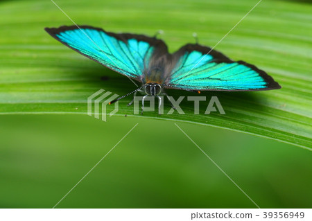 Midorishigimi (male) Midorishigimi (male) 39356949