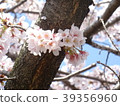 櫻桃樹 39356960