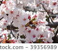 櫻桃樹 39356989