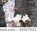 櫻花 39357023