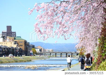 Cherry blossoms along Kamogawa 39357215