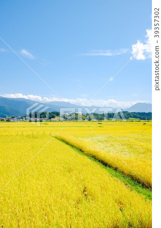 秋季鄉村景觀(九月) 秋季鄉村景觀(九月) 39357302