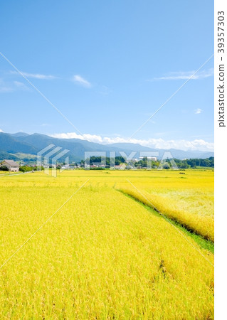 秋季鄉村景觀（九月） 39357303