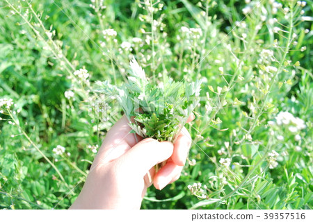 Yomokitsumi 39357516