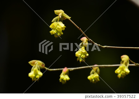 廣島縣三原Sankeien的早春花 廣島縣三原Sankeien的早春花 39357522