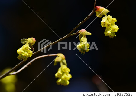 Early spring flowers of Mihara Sankeien, Hiroshima Prefecture Early spring flowers of Mihara Sankeien, Hiroshima Prefecture 39357523