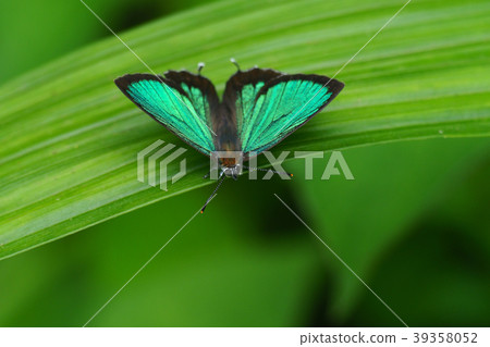 Midorishigimi(男) Midorishigimi(男) 39358052