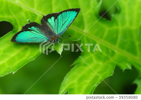 Midorishigimi(男) Midorishigimi(男) 39358080