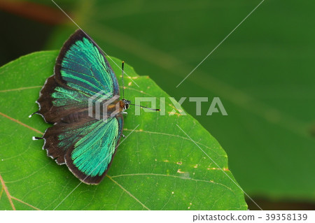 Midorishigimi(男) Midorishigimi(男) 39358139