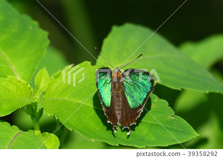 Midorishigimi(男) Midorishigimi(男) 39358292