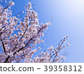 Sakura _ 1 39358312