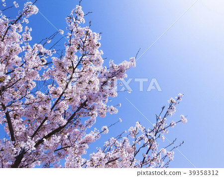 Sakura _ 1 39358312