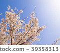 Sakura _ 2 39358313