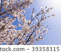 Sakura _ 4 39358315