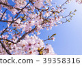 Sakura _ 5 39358316
