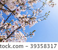 Sakura _ 6 39358317