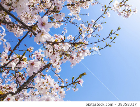 Sakura _ 6 Sakura _ 6 39358317