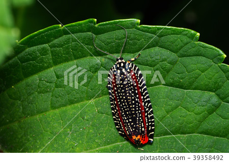 Velvet hamaki Velvet hamaki 39358492