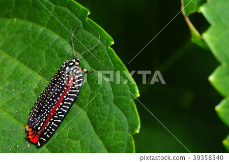 Velvet hamaki 39358540