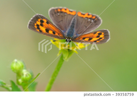 Lycaena phlaeas 39358759