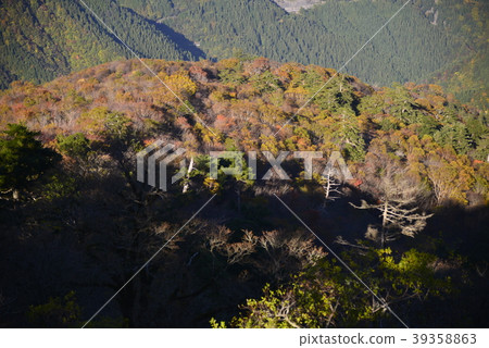 Autumn leaves of Ogi, Saijo, Ehime Prefecture 39358863