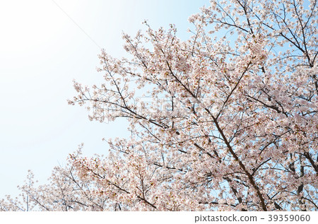 櫻花和藍天 39359060