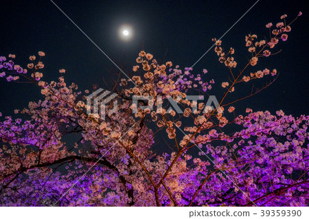 夜間櫻花和目黑河的月亮 夜間櫻花和目黑河的月亮 39359390