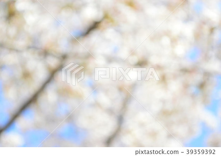 Jade blurred cherry blossoms and blue sky Jade blurred cherry blossoms and blue sky 39359392