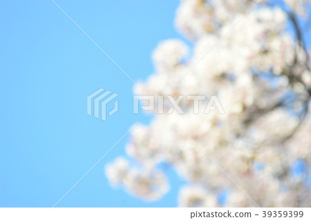 Jade blurred cherry blossoms and blue sky Jade blurred cherry blossoms and blue sky 39359399