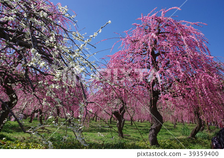 Meadow plum Nagoya City Agricultural Center Meadow plum Nagoya City Agricultural Center 39359400