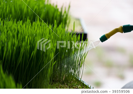 Watering wheat grass 39359506