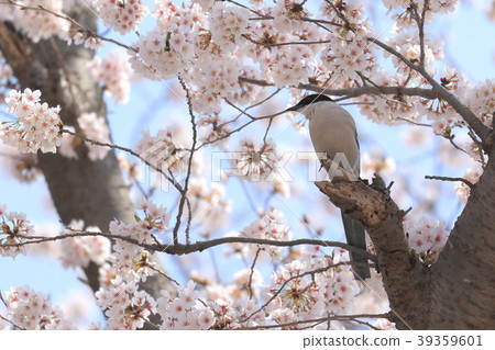Nature Birds The heart will be dyed in pink surrounded by cherry blossoms and cherry blossoms in full bloom 39359601