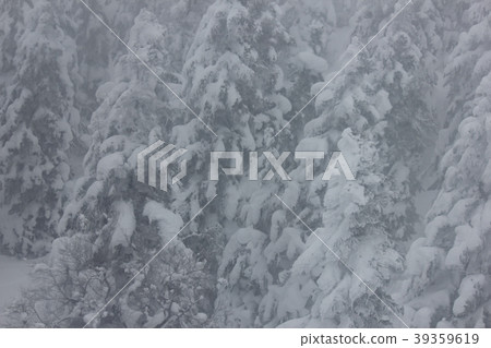 趙的大雪 趙的大雪 39359619